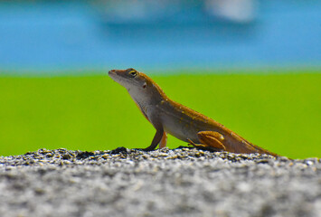 Florida Lizard