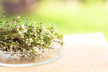 Bunch of shepherds purse, petri dish with cut pieces flowers for preparation of bursa pastoris medicinal herbstincture or elixir of non-traditional medicine . Homeopathy medicine.