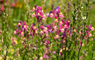 Colourful ornamental linaria maroccana flowers, also known as Northern Light, Fairy Bouquet and...