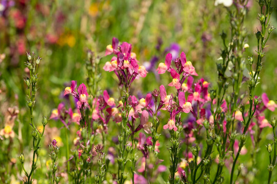 Colourful ornamental linaria maroccana flowers, also known as Northern Light, Fairy Bouquet and toadflax. The flower is native to Morocco. Photographed at a garden near Cromer in Norfolk, UK.