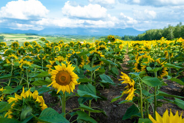 北海道の自然のある風景  Landscape with nature in Hokkaido 