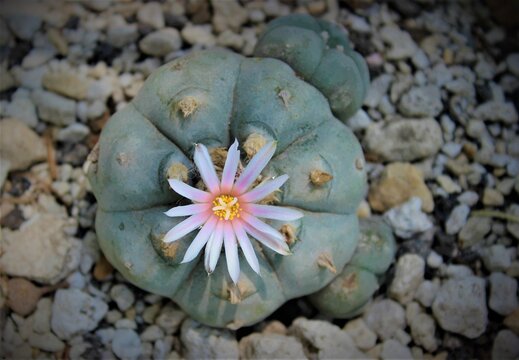 ES UNA ESPECIE DELAS CACTACEAS, DENOMINADO COMUNMENTE COMO: PEYOTE, EL CUAL SE ENCUENTRA FLOREANDO.