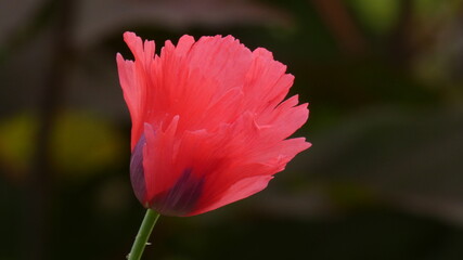 Fototapeta premium Red Flower close up.
