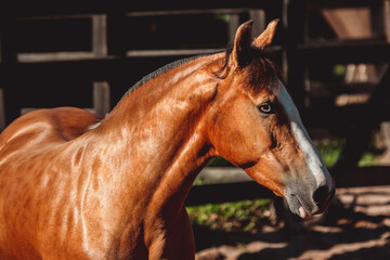 Cavalo crioulo © Giacomo