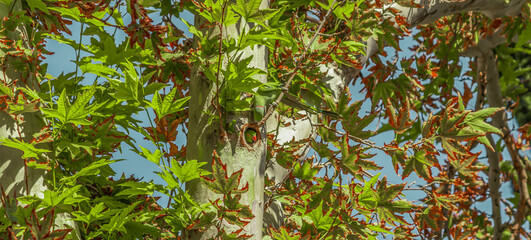 Obraz premium Alexandrine parakeet or Alexandrine parrot take care of his wife in the hole of the tree