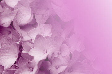 Fototapeta premium nice background with violet flowers for card