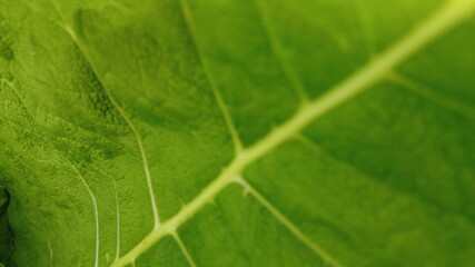 Green leaf close up, combination from focus and bokeh, background. Macro leaf, foliage