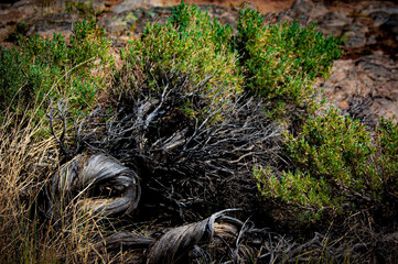 hedgehog in the grass