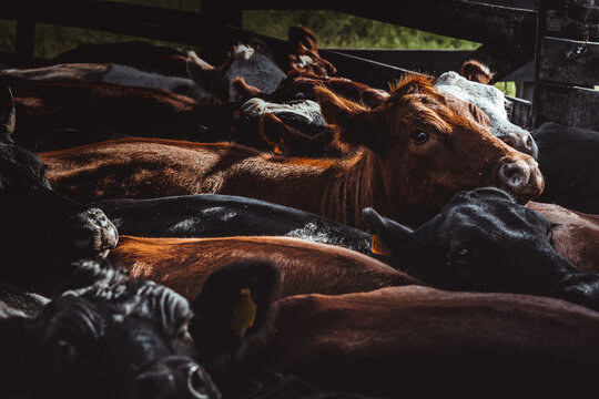 Rebanho de vacas