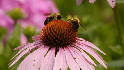 Bee on Flower. 