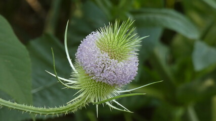 Flower of a thistle