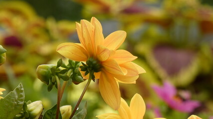 Yellow Flower in Garden.  