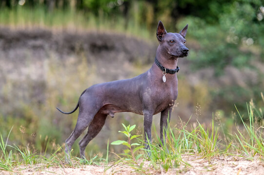 beautiful  intermediate Xoloitzcuintle (Mexican Hairless Dog) with black collar and medallion standing against  wildlife background side view 
