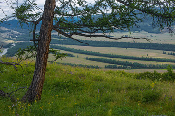 Panoramic view of plain with forest and mountains on background 