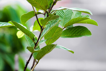 Obraz premium Guava tree branches and young leaves are green on a blurred background