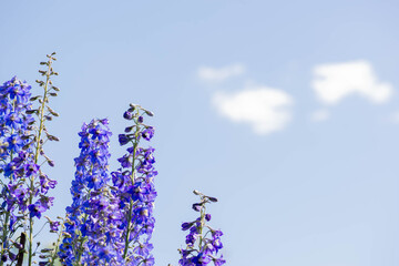 blue flower and blue sky with clouds