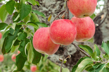 【青森県弘前市りんご】岩木山麓津軽の秋、りんご園は収穫中