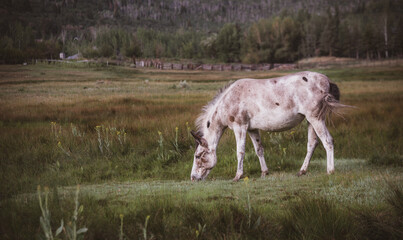 Obraz na płótnie Canvas Horses in the Pasture