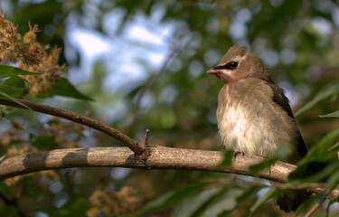 cedar waxwing feeding on berries early morning