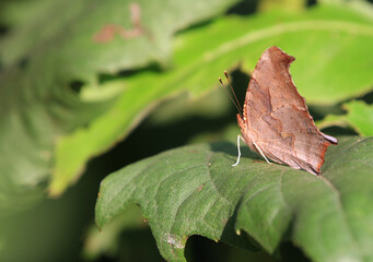 Eastern Comma butterfly resting on leaf in morning sun