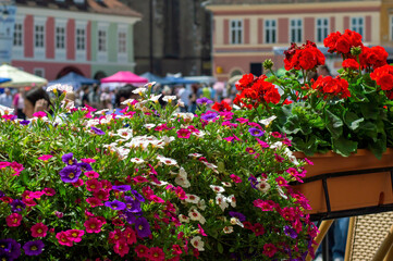 Fototapeta na wymiar A colorful display of petunias and pelargonium in main square, Brasov, Romania