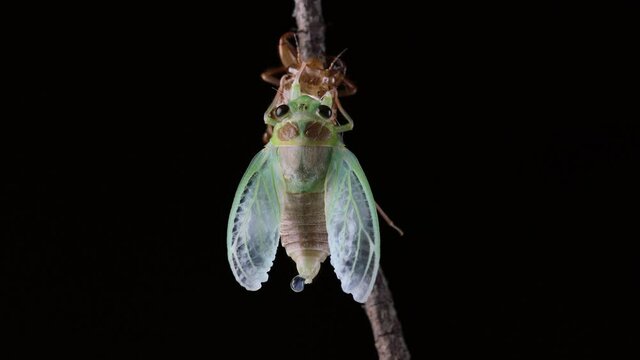 ヒグラシの羽化