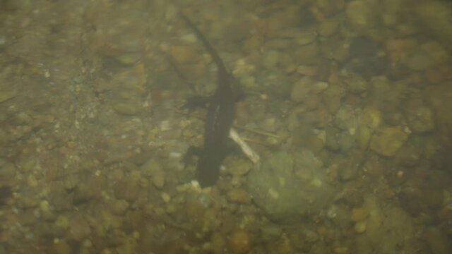 Japanese Fire Belly Newt (Cynops pyrrhogaster) underwater in river at night