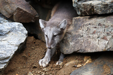 A smal artic fox crawls out of a rock shelter