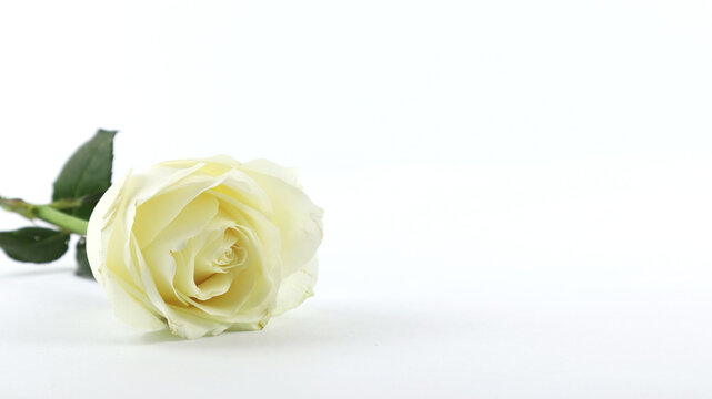 white rose with green leaves isolated, wedding or anniversary concept on white background