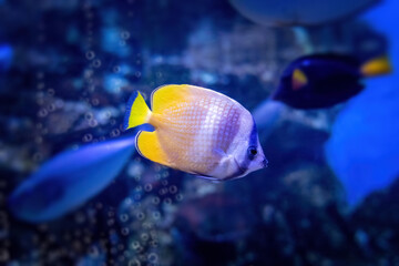 A Butterflyfish Chaetodon Kleinii from are a group of tropical marine fish of the family Chaetodontidae. Found on coral reefs in the Atlantic, Indian and Pacific Oceans