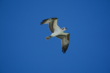 Osprey in flight 