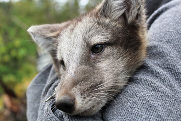 Closeup of an artic fox being held by a human