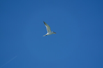 seagull flying in the sky