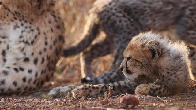 Cute fuzzy cheetah cub lies in golden tall morning grass next to mom