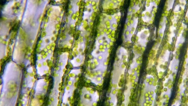Microscopic plant cells with chlorophyll.