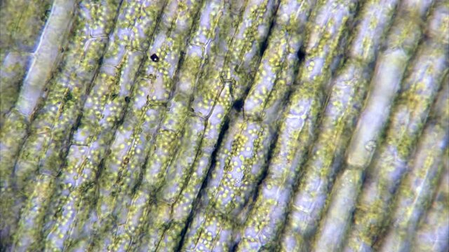 Microscopic time-lapsed view of plant cells.