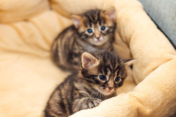 Two bengal one month old kittens laying on the cat's pillow.