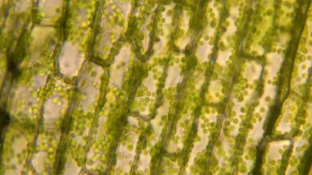 Chlorophyll filled chloroplasts move around inside plant cells.