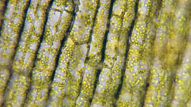 Chloroplasts move inside plant cells in time-lapsed motion.