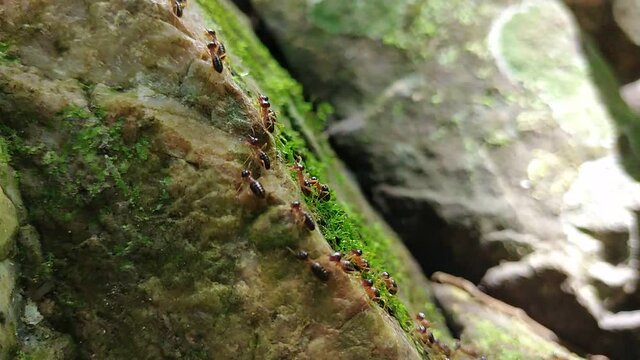 Group of termite walking on rock with moss