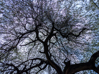 Fototapeta na wymiar tree and sky