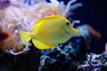 海水魚 キイロハギ