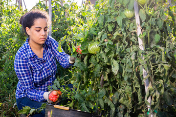 Focused Latina working on farm field on sunny autumn day, harvesting fresh tomatoes. Growing of industrial vegetable cultivars..