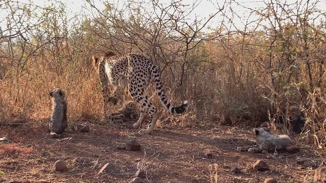 Cheetah mother with cute young cubs explores tall savanna grass