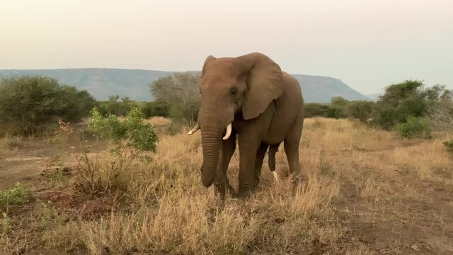 Male African Elephant on savanna urinates and defecates standing up