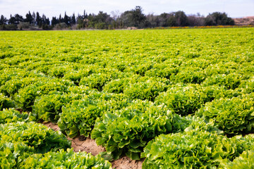 Closeup of green escarole (broad-leaved endive) on large plantation in sunny day