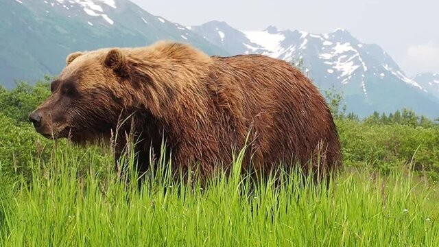 A large brown bear relaxing on a warm summer's day near Girdwood, Alaska. Shot in 2021.