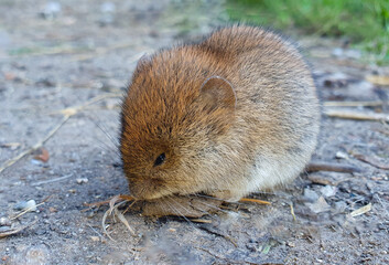 A mouse sleeping on the ground