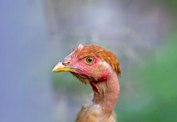 the head of a hen with a bare neck