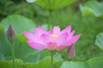 Obraz premium 蓮『ヤナギ』